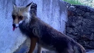 Doğa Koruma ve Milli Parklar 2’nci Bölge Müdürlüğü tarafından kaçak