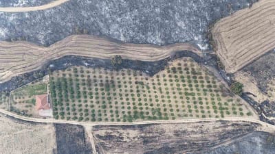 Gelibolu yangınında herkesin yüreğini ferahlatan görüntü Çanakkale’nin Gelibolu ilçesinde çıkan orman yangınında, sahibi tarafından etrafı temizlenen