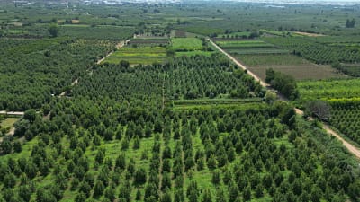 Bursa’nın tarımsal üretimdeki öncü ilçesi Kestel, 10-13 Eylül 2025 tarihlerinde