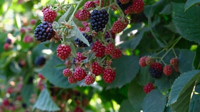 Bursa’nın Kestel ilçesinde hasat sezonu başladı. Böğürtlen, yerel üreticinin umudu