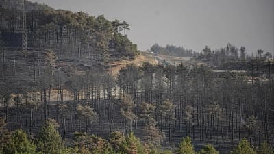 Bursa Teknik Üniversitesi Orman Fakültesi Orman Mühendisliği Bölüm Başkanı Prof.
