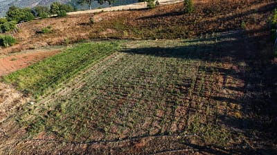 Gemlik Belediyesi, belediyeye ait tarlalarda 100 yıllık geçmişe sahip ata