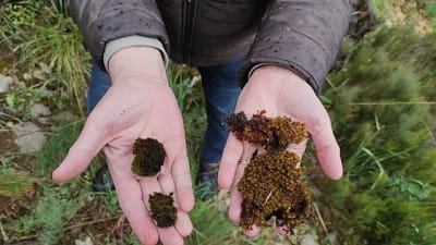 Bursa Uludağ Üniversitesi’nden Prof. Dr. Aydın Türkeç koordinatörlüğünde yürütülen ve