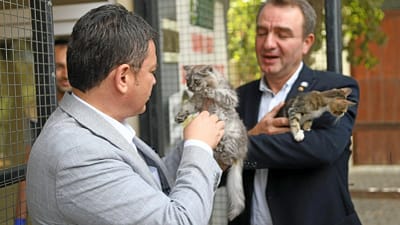 Osmangazi Belediyesi, 4 Ekim Dünya Hayvanları Koruma Günü kapsamında Sahipsiz