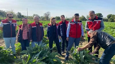 Coğrafi işaretli Aydın Enginarı, 2024 yılında 6 bin 615 ton