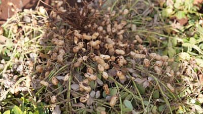 Adıyaman Üniversitesi’nin yer fıstığı ve sebze yetiştiriciliği çalışmalarından elde edilen