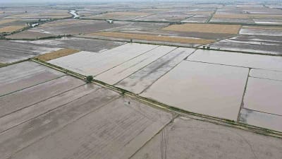 Söke’de 2026 Üretim Yılı ÇKS ürün beyanları açıklandı; buğday, pamuk