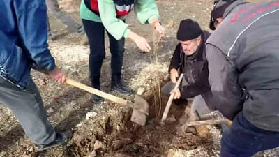 Kütahya’da hayvancılıkta alternatif yem kaynağı oluşturmak amacıyla Tuz Çalısı Projesi