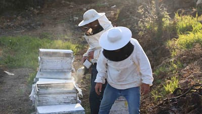 Aydın’da arıcılar, bol yağışlı kışın ardından baharın verimli başlamasıyla arı