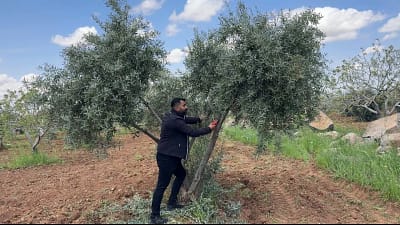 Şanlıurfa’da zeytin üreticilerine bahar bakımı konusunda sahada eğitim verildi. Uzmanlar,
