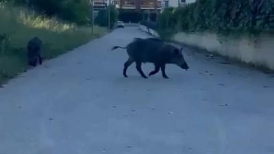 Bursa’da aç kalan iki domuz, yerleşim yerine inerek yiyecek aradı.