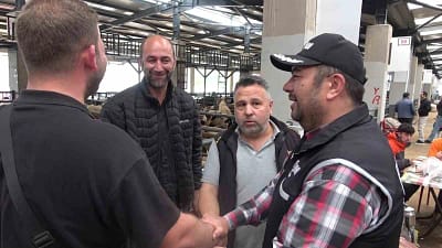 Bursa’da Kurban Bayramı öncesi hareketliliğin arttığı hayvan pazarlarında, Kaçakçılık ve