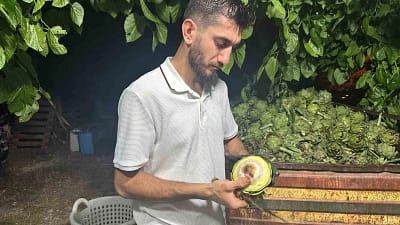 Türkiye’de enginar üretiminde İzmir’in ardından ikinci sırada yer alan Bursa’da,