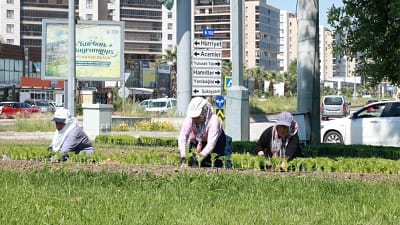 Osmangazi Belediyesi, ilçeyi rengarenk çiçeklerle buluşturuyor. Parklar, meydanlar, refüjler ve