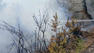 Bursa’nın Gemlik ilçesinde piknik alanı yakınlarında çıkan yangın, ekiplerin zamanında