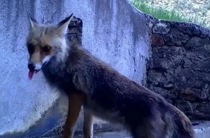 Fotokapana yakalanan sincap ve tilki görenleri gülümsetti Doğa Koruma ve Milli Parklar 2’nci Bölge Müdürlüğü tarafından kaçak