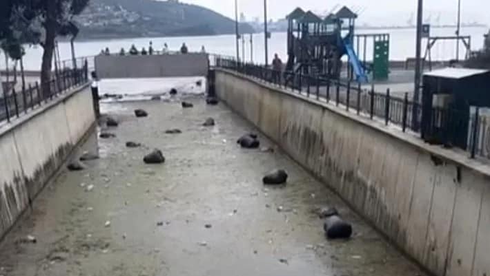 Bursa’nın Gemlik Körfezi çöplüğe döndü Bursa’nın Gemlik ilçesinde yağmur sonrası Karsak Deresi’nden denize taşan atıklar,