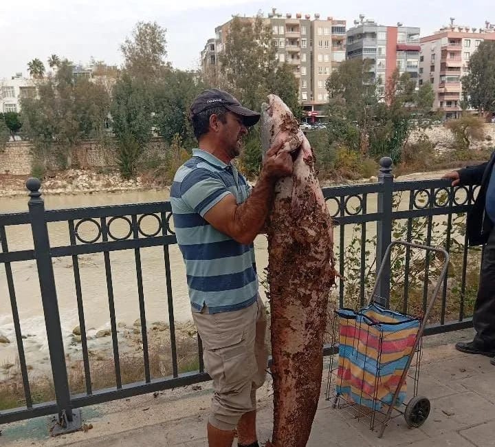 Silifke’de dev yayın balığı böyle yakalandı Göksu Nehri’nde su seviyesinin düşmesiyle av kolaylaşınca, bir vatandaş neredeyse