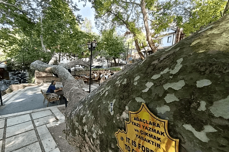 620 yıllık İnkaya Çınarı binlerce ziyaretçiyi ağırlıyor Bursa’nın sembollerinden İnkaya Çınarı, tarihi, gölgesi ve yöresel ekonomiye katkısıyla