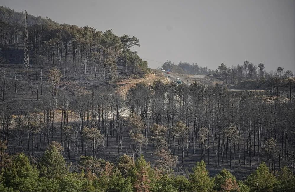 Bursa yangınlarının acı bilançosu Bursa Teknik Üniversitesi Orman Fakültesi Orman Mühendisliği Bölüm Başkanı Prof.