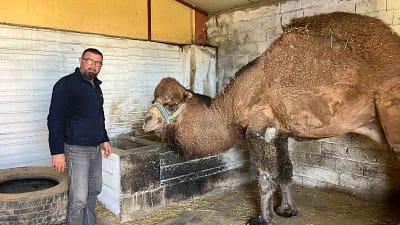 Şap hastalığı nedeniyle Türkiye genelinde deve güreşleri iptal edilince sezon