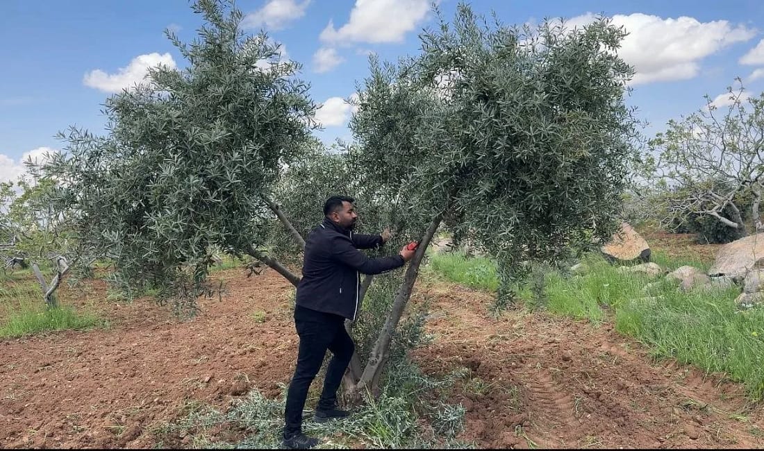 Uzmanlardan zeytin bahçeleri için hayati uyarılar Şanlıurfa’da zeytin üreticilerine bahar bakımı konusunda sahada eğitim verildi. Uzmanlar,