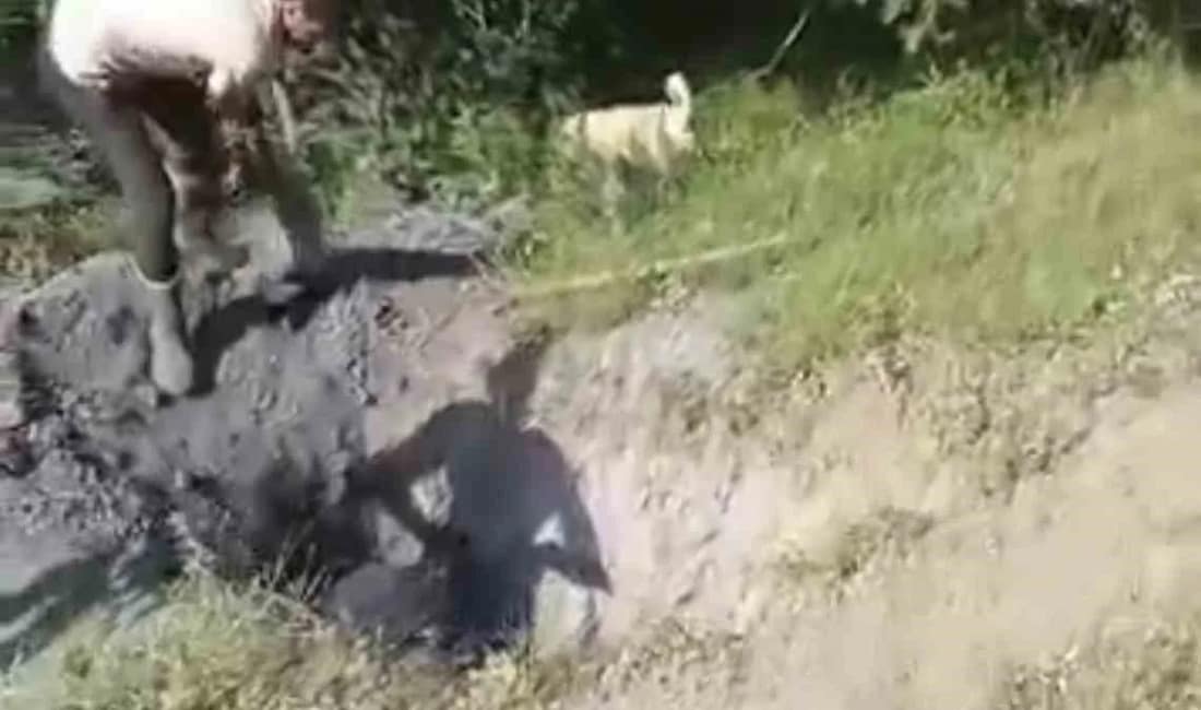 Merada otlayan büyükbaş hayvan define çukuruna düştü Bursa’nın İnegöl ilçesinde kırsal bölgede defineciler tarafından açıldığı iddia edilen