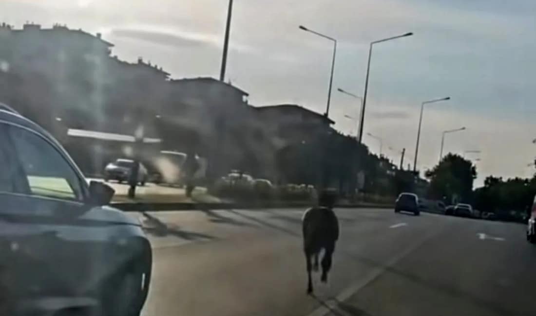 Başıboş at ana yolda trafiği tehlikeye attı Bursa’da ana yola çıkan başıboş at, trafikte tehlikeli anların yaşanmasına