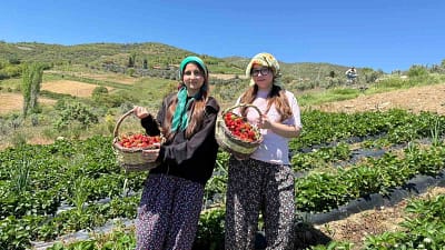 Salihli’de gönüllü gençler çilek hasadı yaparak üreticilere destek verdi. Etkinlikte